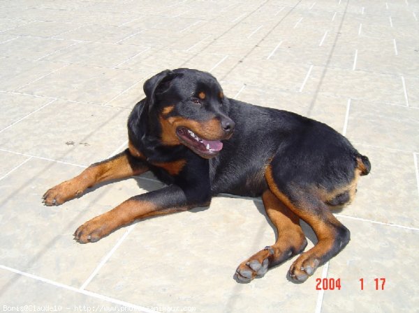 Photo de Rottweiler