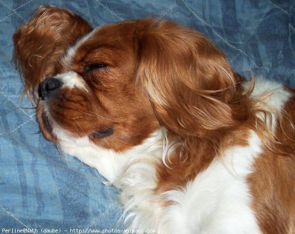 Photo de Cavalier king charles spaniel