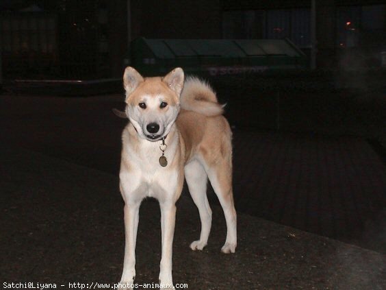 Photo d'Akita inu