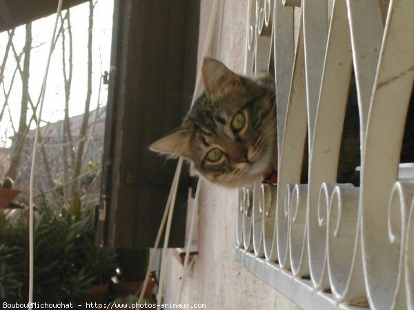 Photo de Chat domestique