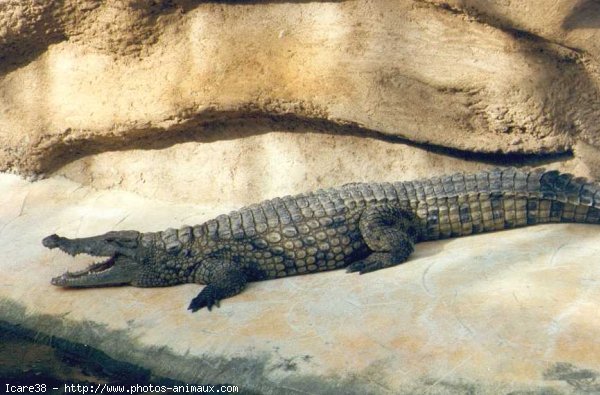 Photo de Crocodile