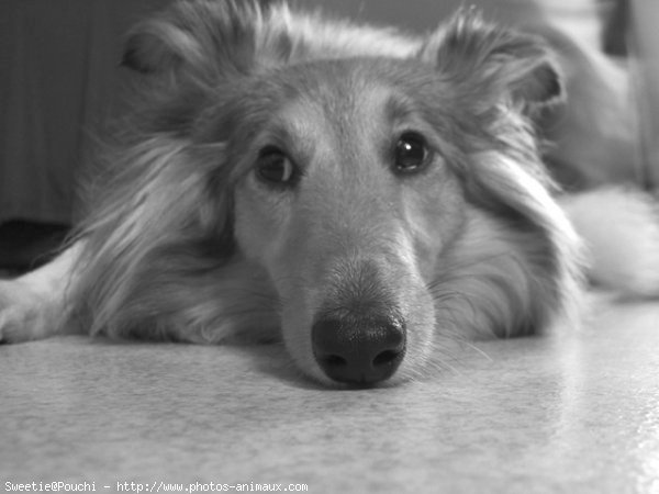 Photo de Chien de berger des shetland