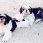 Photo de Shih tzu