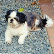 Photo de Shih tzu