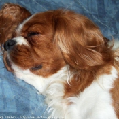 Photo de Cavalier king charles spaniel