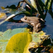 Photo de Grenouille