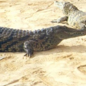 Photo de Crocodile