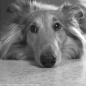 Photo de Chien de berger des shetland