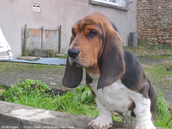 Photo de Basset hound