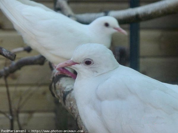 Photo de Pigeon