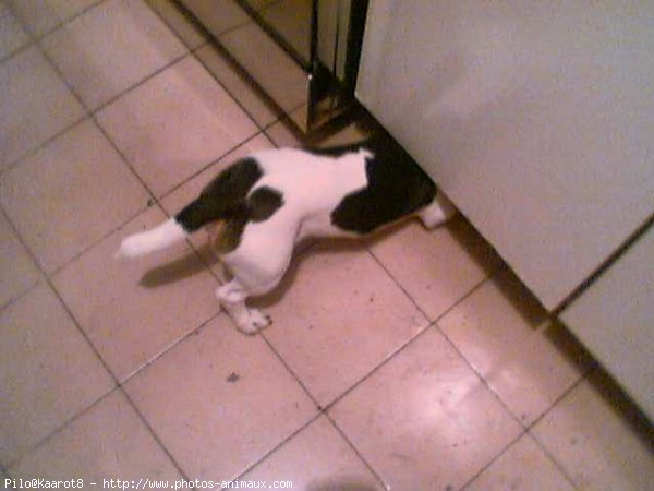 Photo de Jack russell terrier