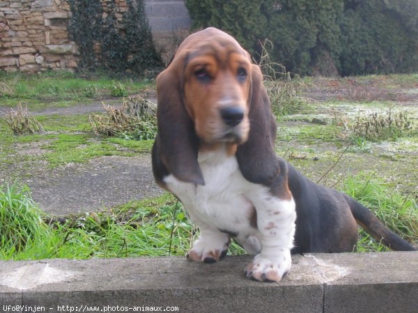 Photo de Basset hound