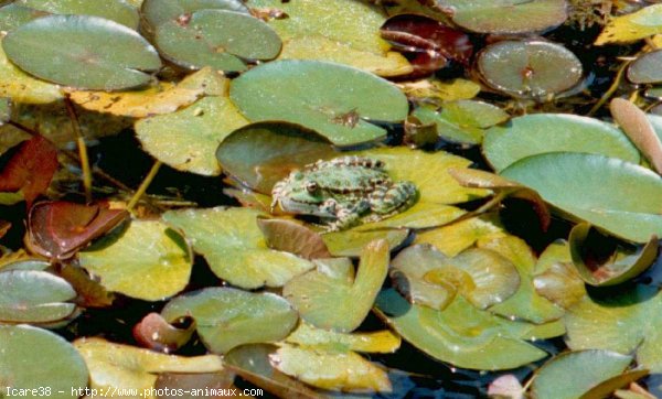 Photo de Grenouille