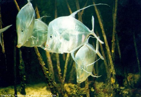 Photo de Poissons exotiques