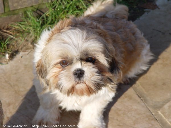 Photo de Shih tzu