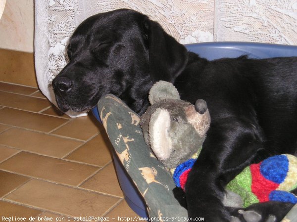 Photo de Labrador retriever