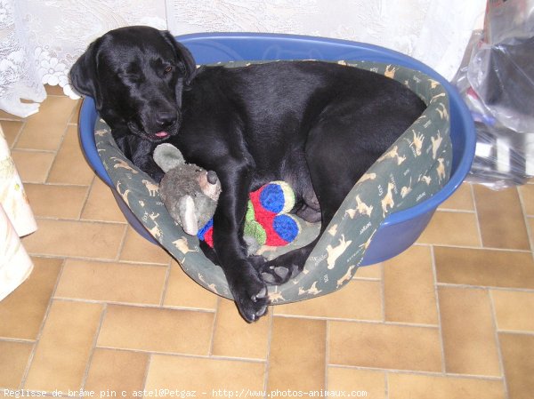 Photo de Labrador retriever