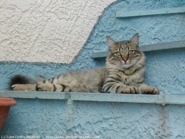 Photo de Chat domestique