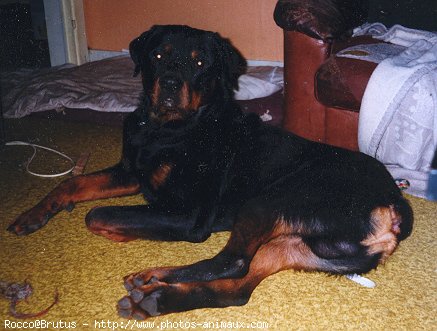 Photo de Rottweiler