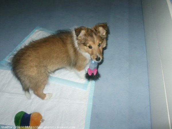 Photo de Chien de berger des shetland