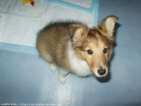 Photo de Chien de berger des shetland