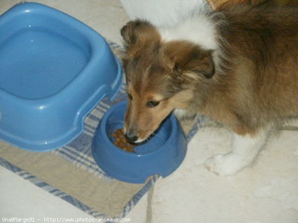 Photo de Chien de berger des shetland