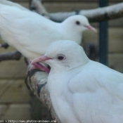 Photo de Pigeon