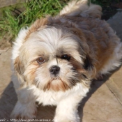 Photo de Shih tzu