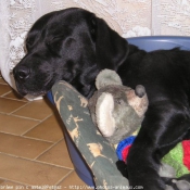 Photo de Labrador retriever