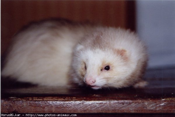 Photo de Furet