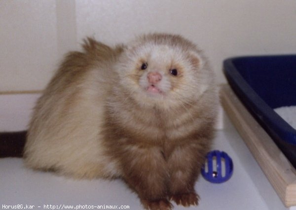 Photo de Furet