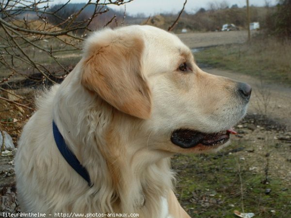 Photo de Golden retriever