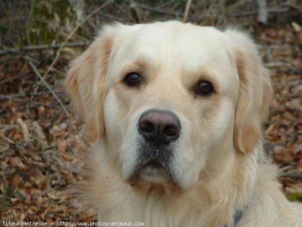 Photo de Golden retriever