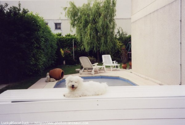 Photo de Bichon  poil fris