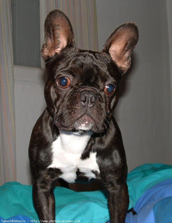 Photo de Bouledogue franais