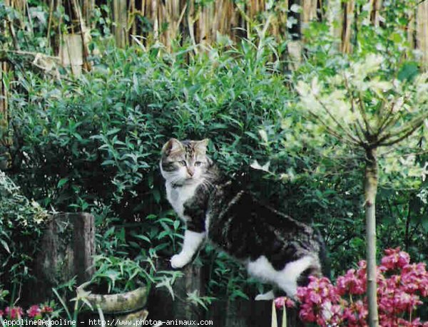 Photo de Chat domestique