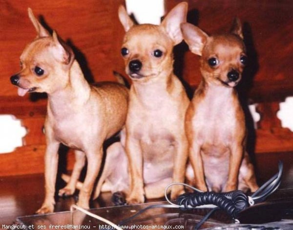 Photo de Chihuahua  poil court