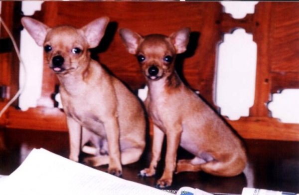 Photo de Chihuahua  poil court