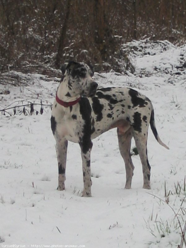 Photo de Dogue allemand