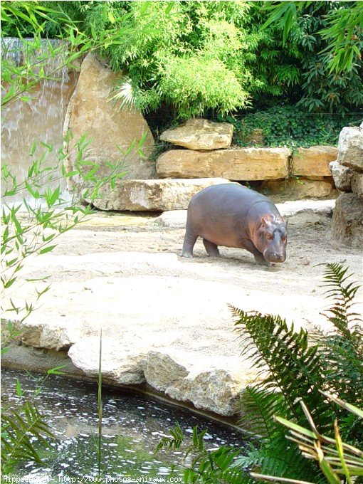 Photo de Hippopotame