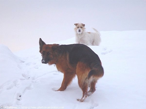 Photo de Berger allemand  poil court