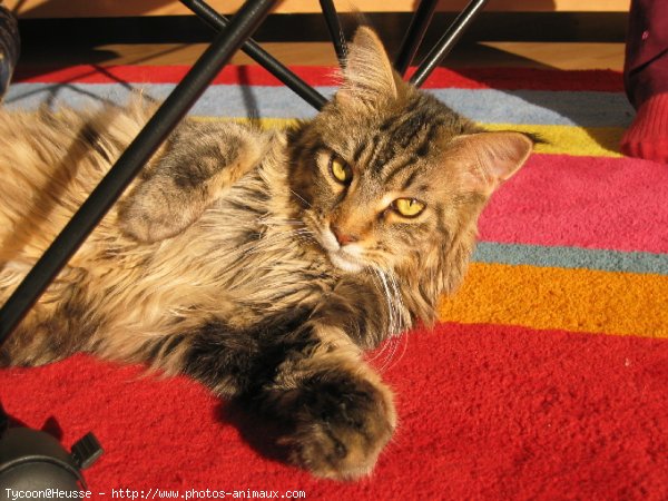 Photo de Maine coon