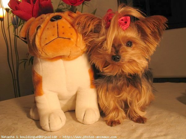 Photo de Yorkshire terrier