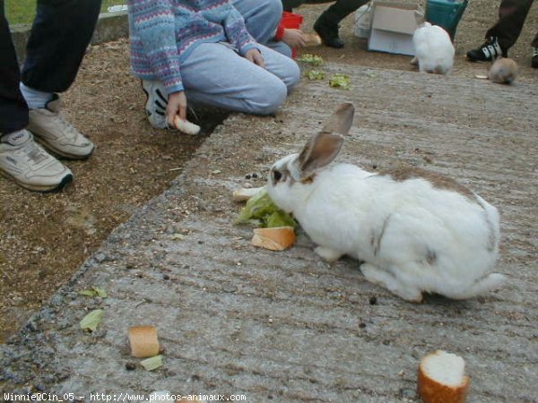 Photo de Lapin