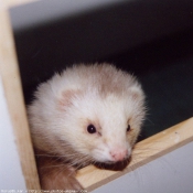 Photo de Furet