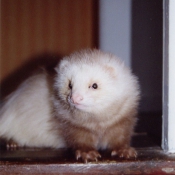 Photo de Furet