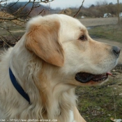 Photo de Golden retriever