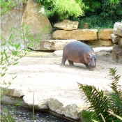 Photo de Hippopotame