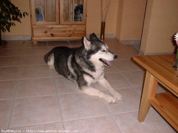 Photo de Husky siberien