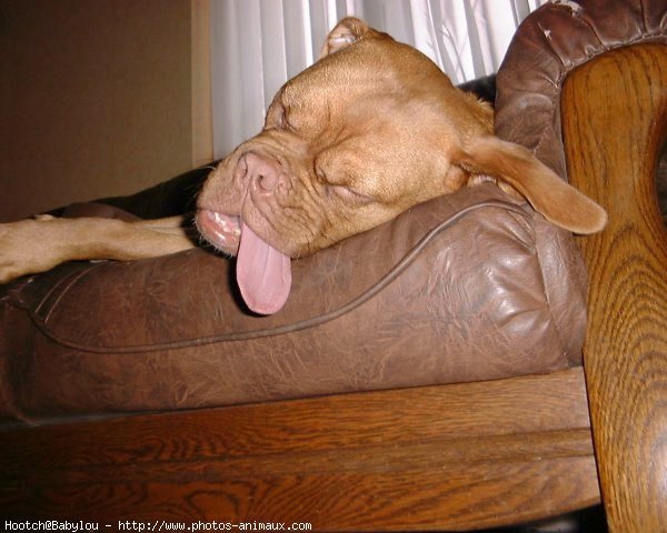 Photo de Dogue de bordeaux